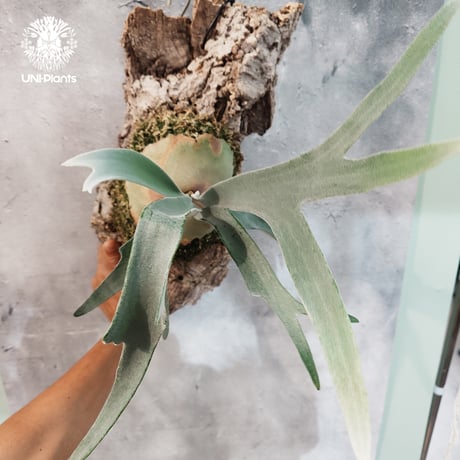【国内繁殖株・一点物】Patycerium veitchii wild | ビカクシダ ベイチー ワイルド | ビカクシダ原種 | ビカクシダ板付け ビカクシダビーチ