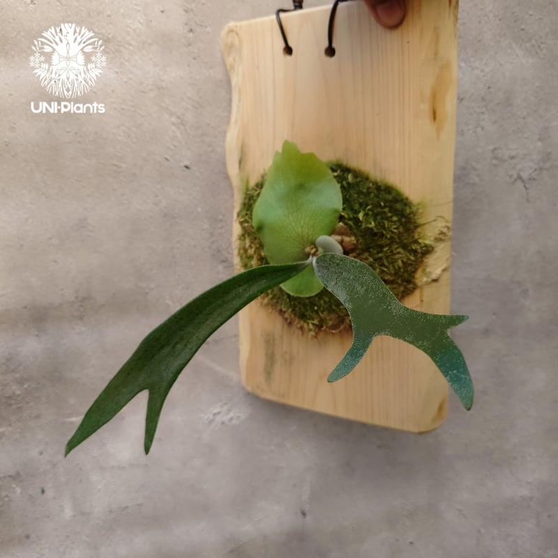 Platycerium willinckii cv.Zion(pup) ビカクシダ ウィリンキ