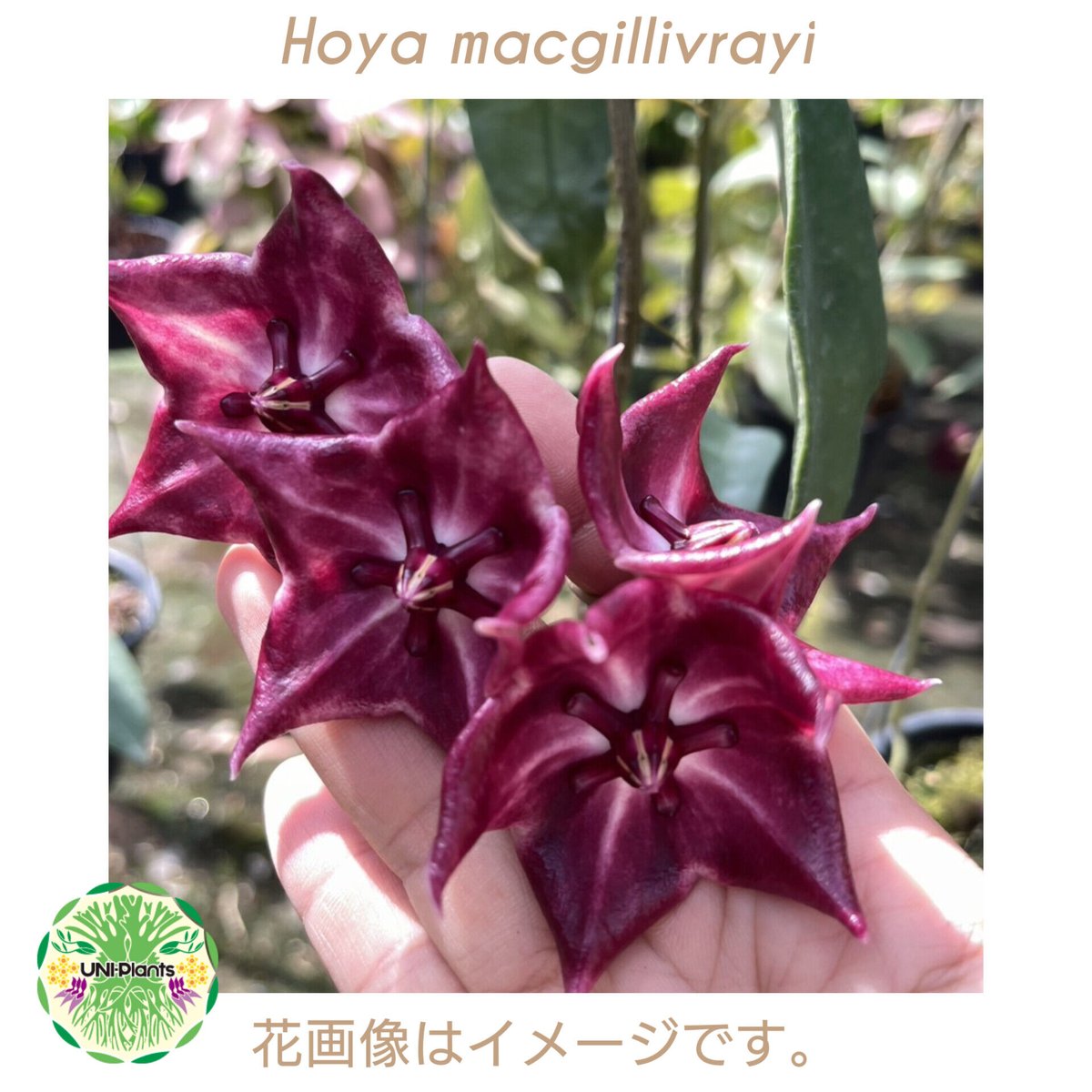 410 ホヤ　マクギリブライ　Hoya macgillivrayi 410 ホヤマクギリブライHoya macgillivrayi