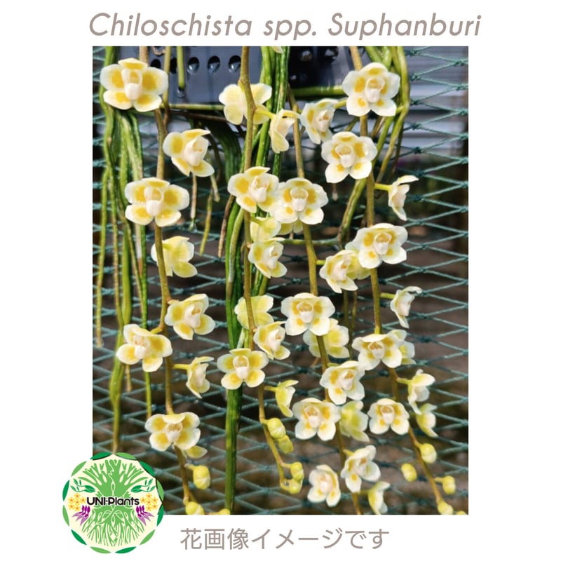 花芽が出てきました。Chiloschista spp. Suphanburi キロスキスタ