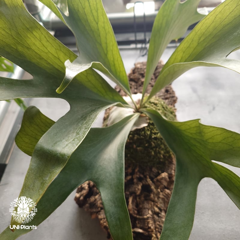 Platycerium hillii Excellence ビカクシダ ヒリー エクセレンス