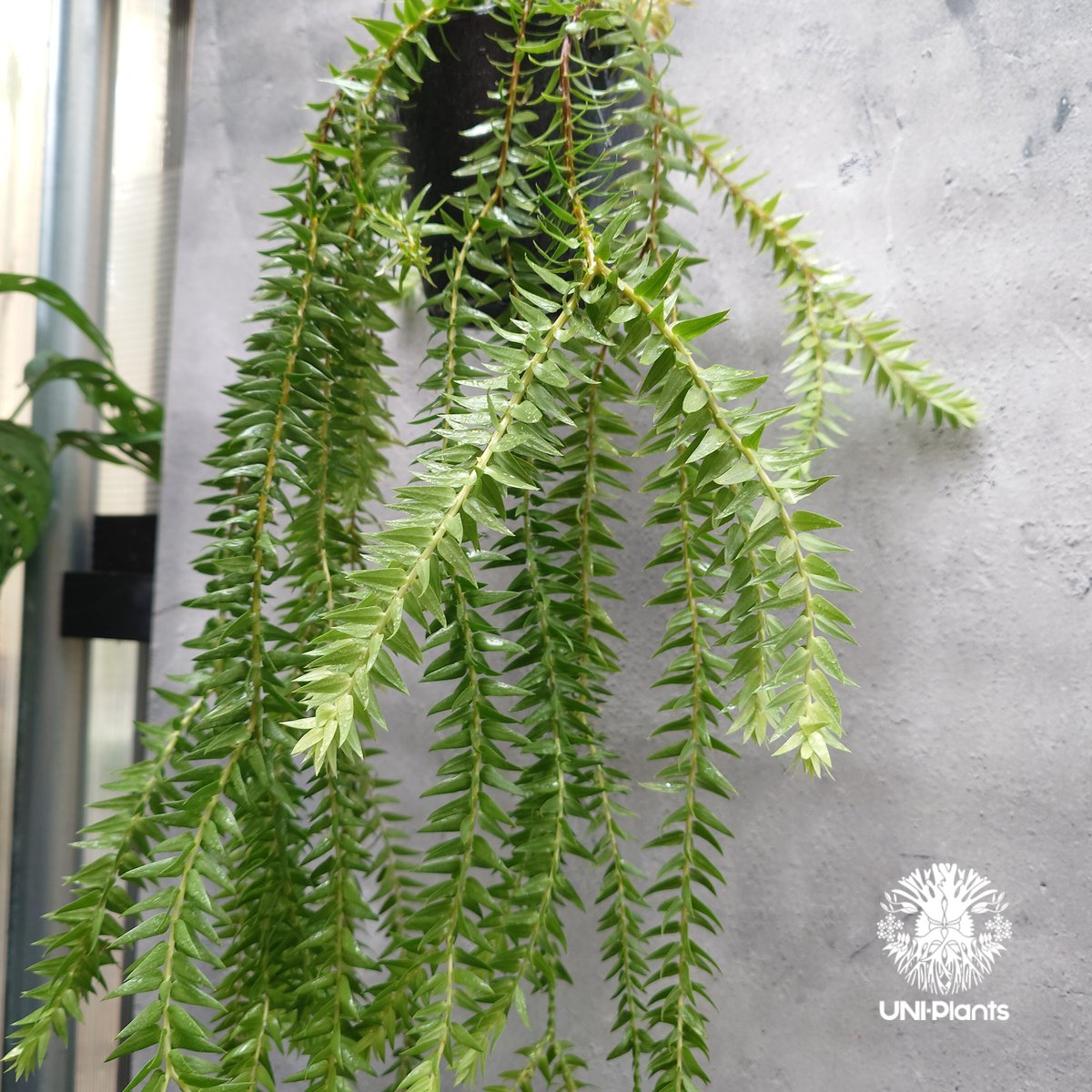 Huperzia spp. フペルジア Phlegmariurus (フレグマリウルス)