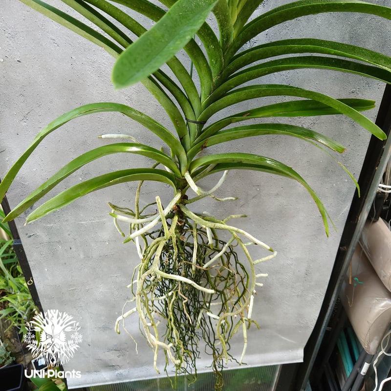 バンダ 洋蘭 Vanda orchid 大株 ラン 蘭 花が綺麗な洋ラン | UNI