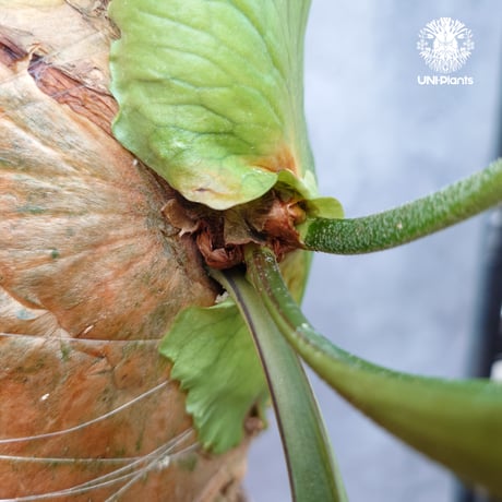 Platycerium coronarium Thin ビカクシダ コロナリウム シン ビカクシダ Platycerium シダ植物 ビカクシダコルク着生 着生植物