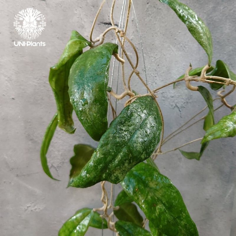 Hoya Finlaysonii splash （cv.trang）ホヤ フィレンソニー スプ