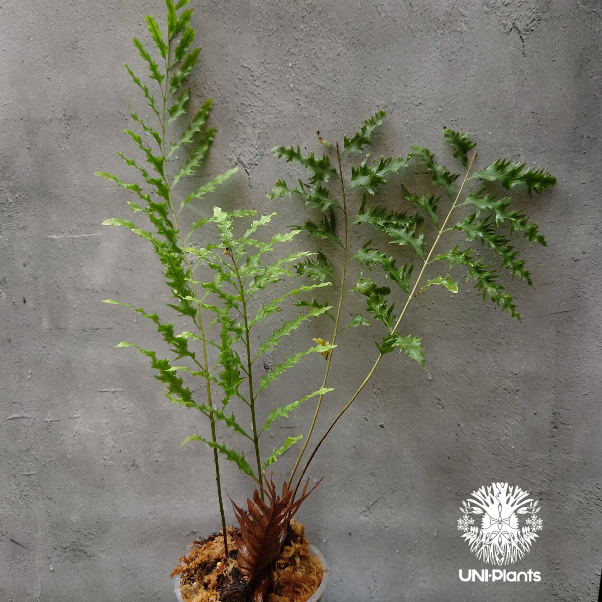 再入荷! Drynaria rigidula `whitei ドリナリア·リギデュラ 再入荷! Drynaria rigidula `whitei ドリナリア·リギデュラ