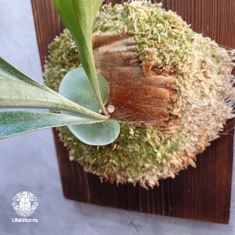 国内繁殖株・一点物】Platycerium sp.｜希少株｜(P.bifurcatum cv