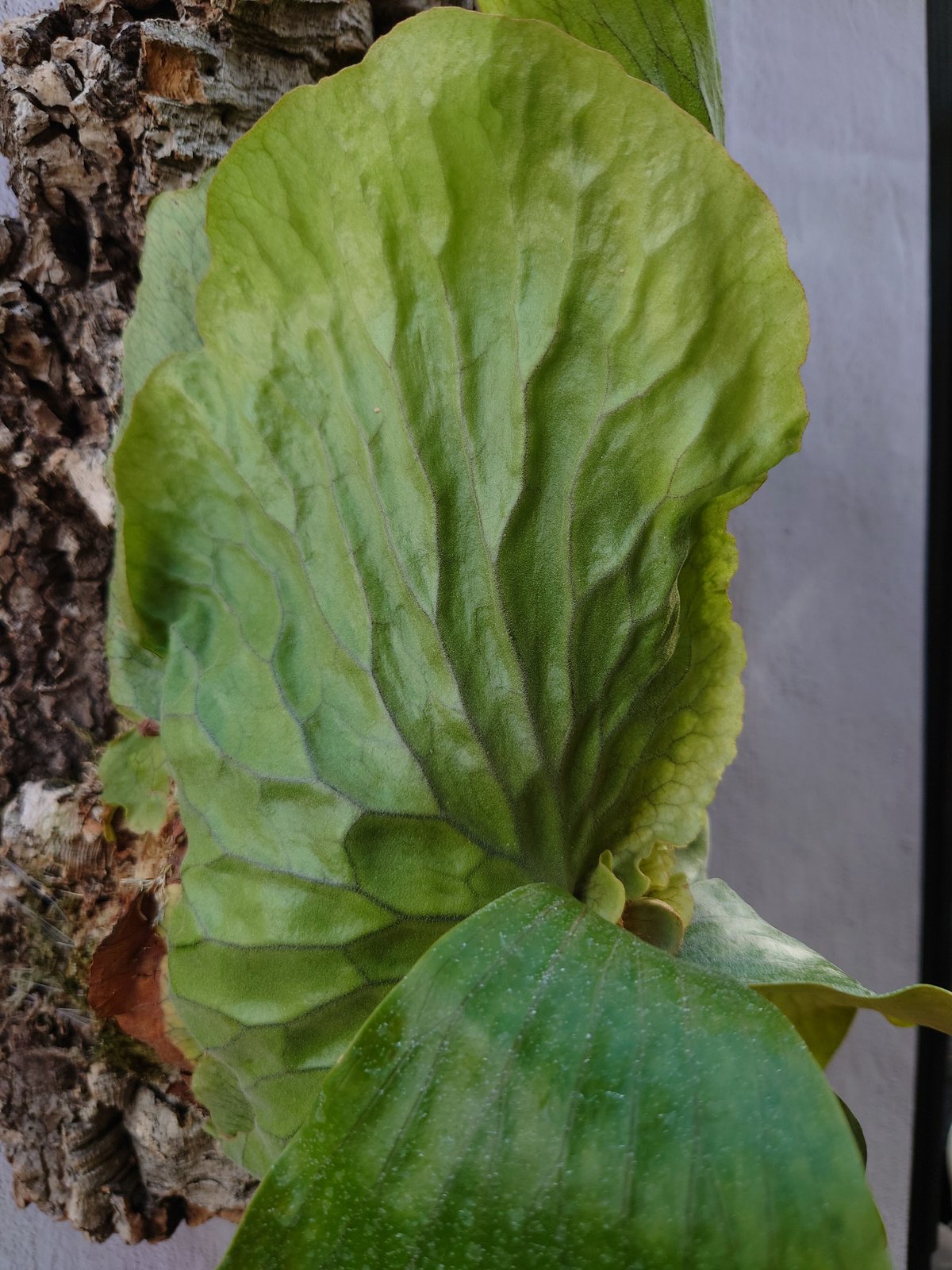 ビカクシダ エラワン（親株） ビカクシダ エラワン Platycerium erawan 子株つき コウモリラン