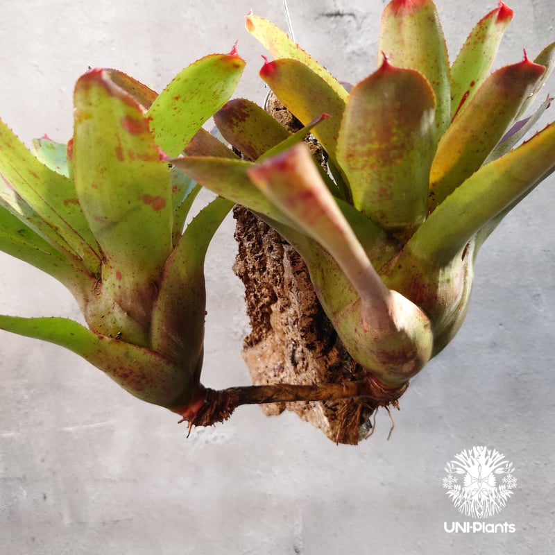 ブロメリア・エアープランツ Neoregelia High Voltagde ブロメリア・エアープランツ Neoregelia High Voltagde