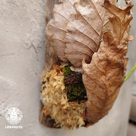 Drynaria bonii ドリナリア ボニー 流木仕立て 観葉植物 珍奇植物 着生植物 インテリア植物 珍しい シダ植物