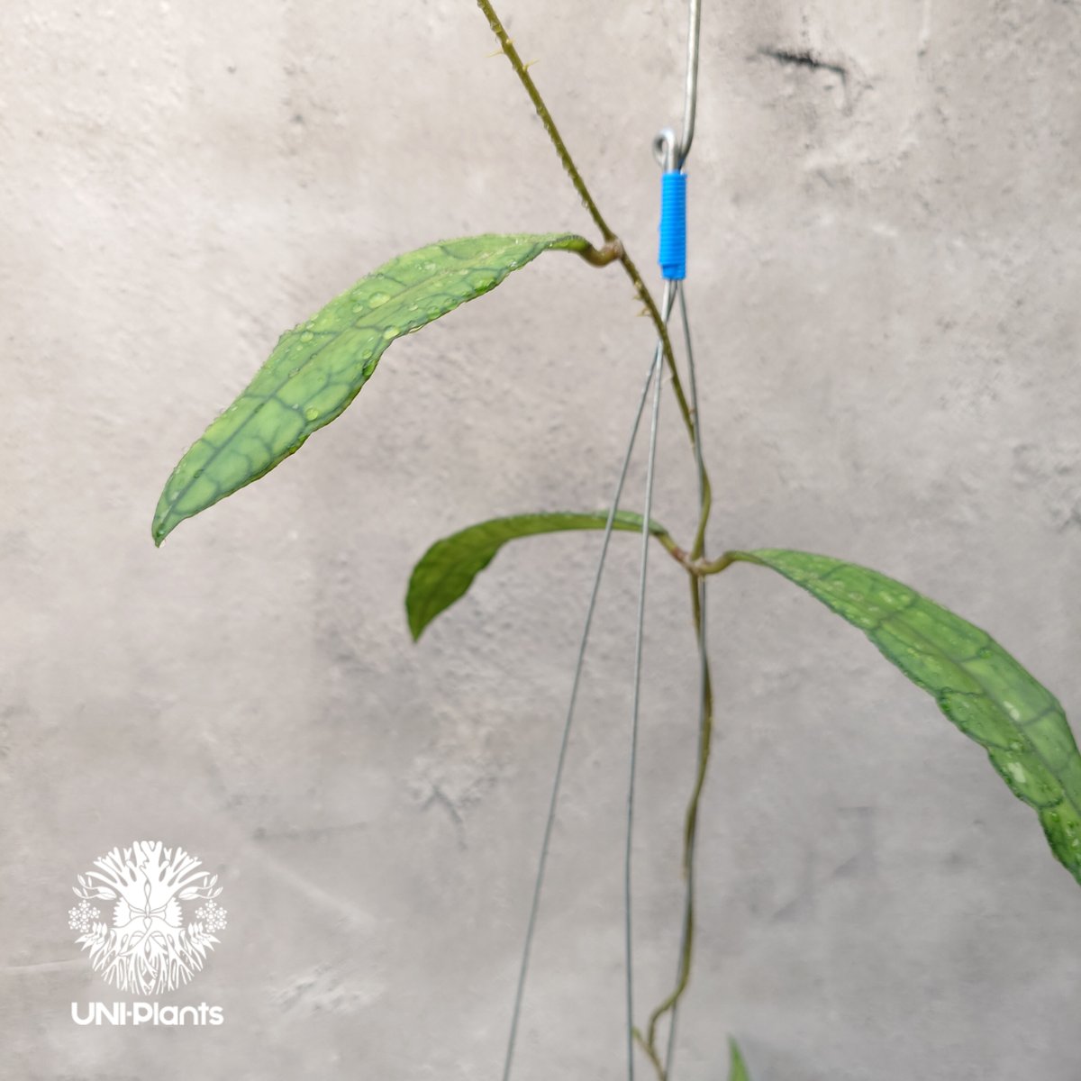 珍種 原種 ホヤ ライ ロングリーフ Hoya lyi H.lev サクララン 珍種