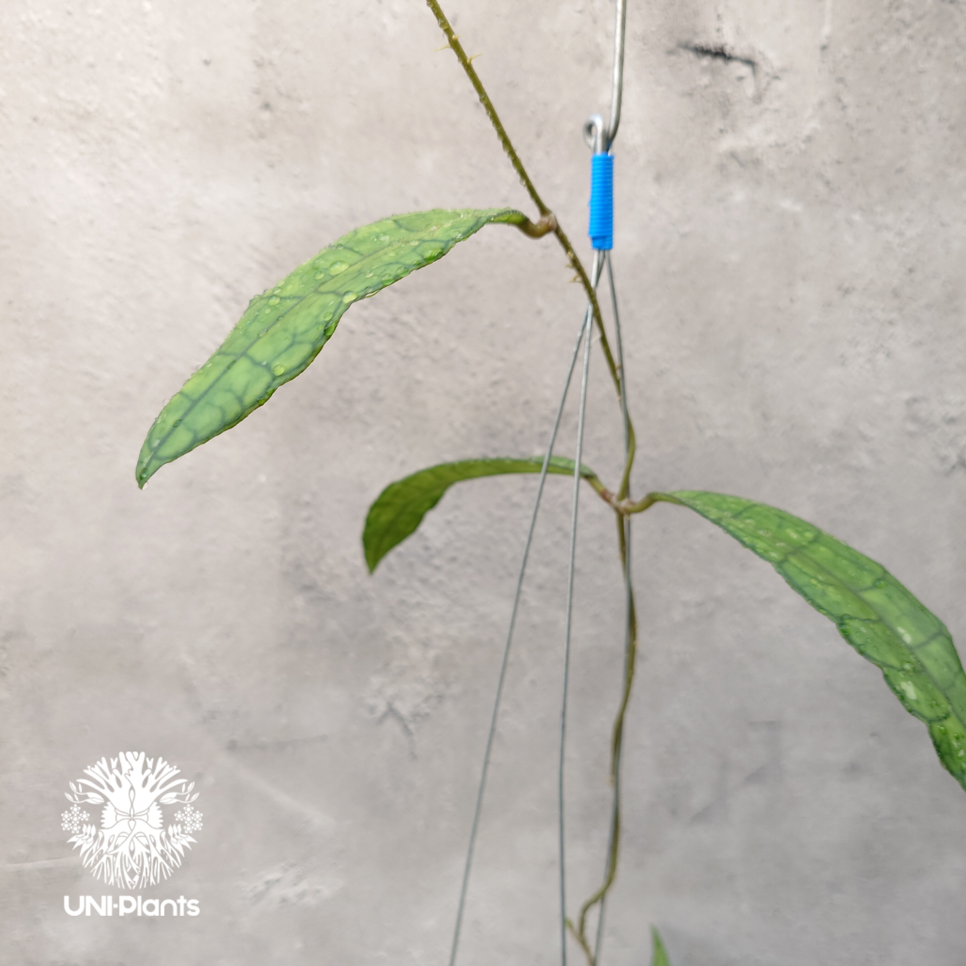 Hoya finlaysonii long leaves ホヤ フィンレイソニー ロングリーブ