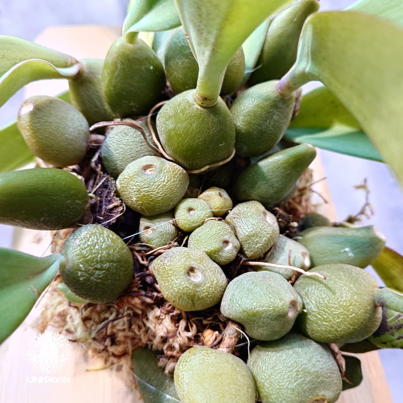洋ラン　cruentum phalaenopsis バルボフィラム 着生 Bulbophyllum cruentum x phalaenopsis バルボフィラム クル