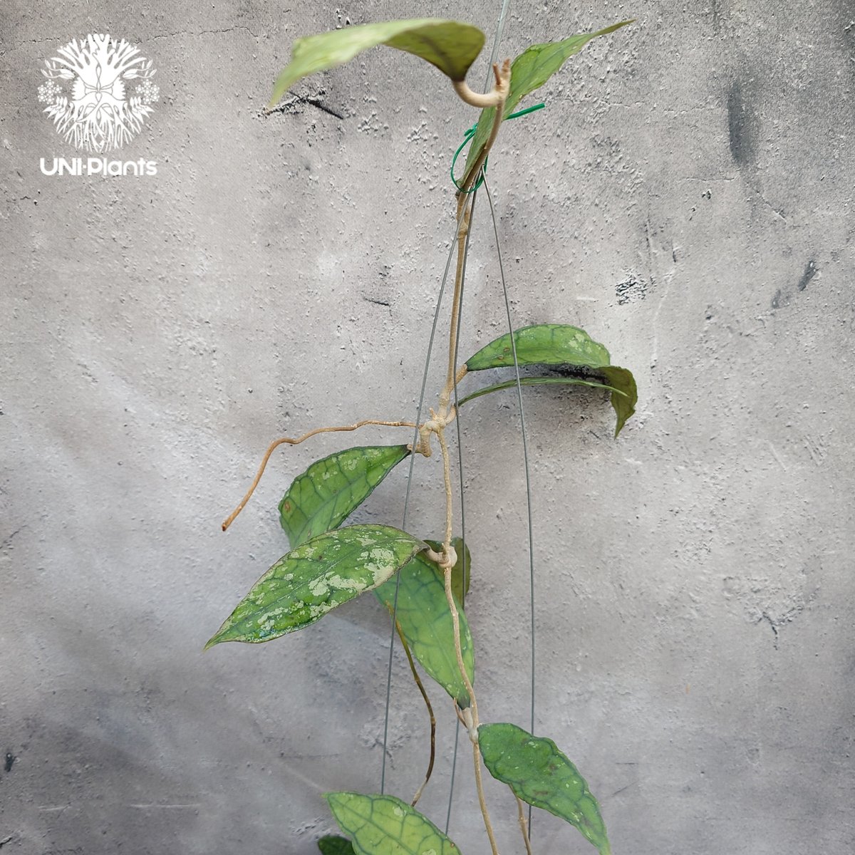 Hoya finlaysonii black leaves splash 希少 ホヤ フィレン