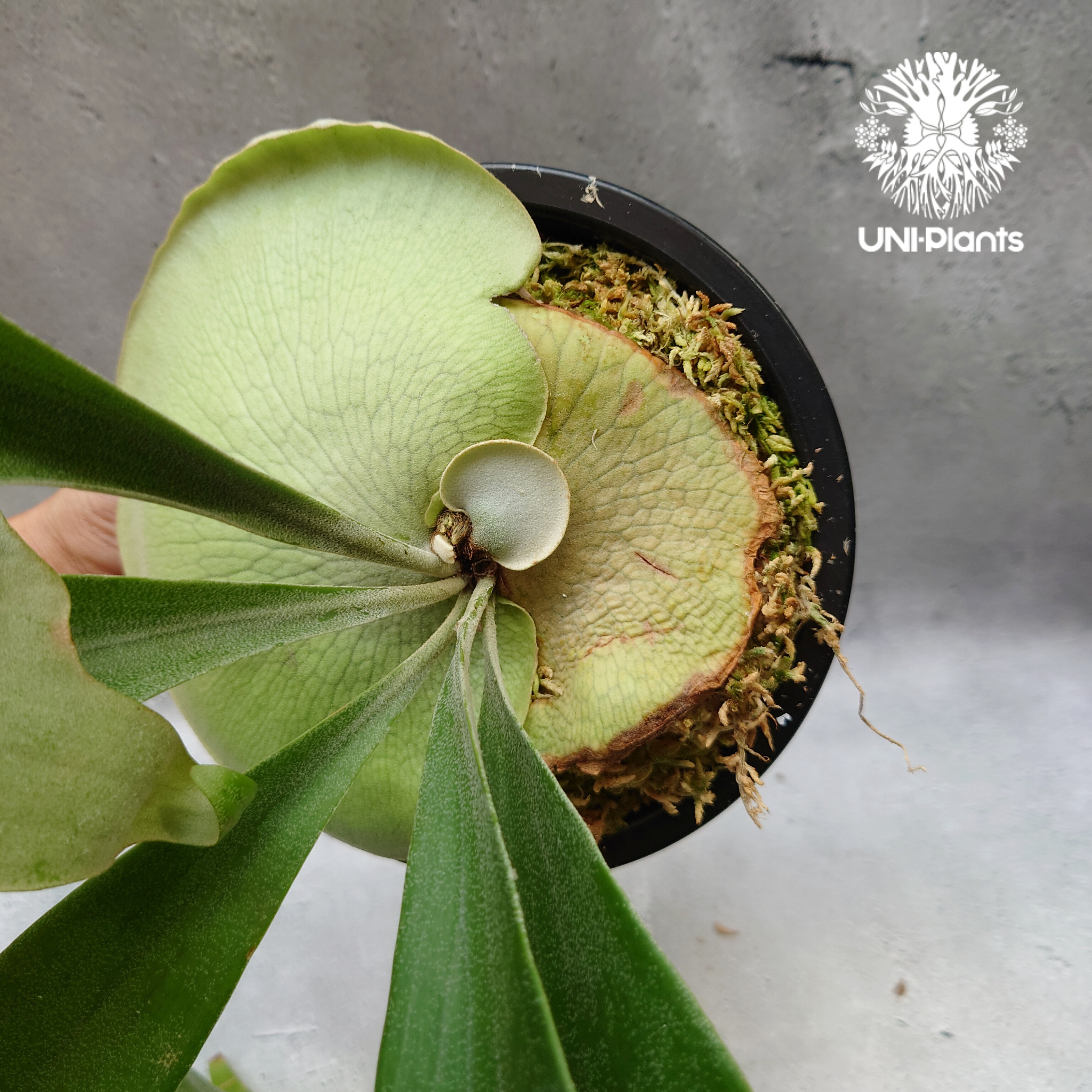 ビカクシダ　花火　大株　P.Hanabi 現品 Platycerium Hanabi ビカクシダ コウモリラン platycerium sta