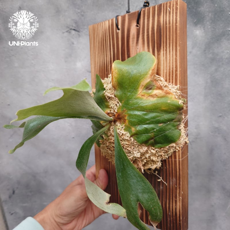 ビカクシダ ステマリア Platycerium stemaria ビカクシダ原種 Platyc