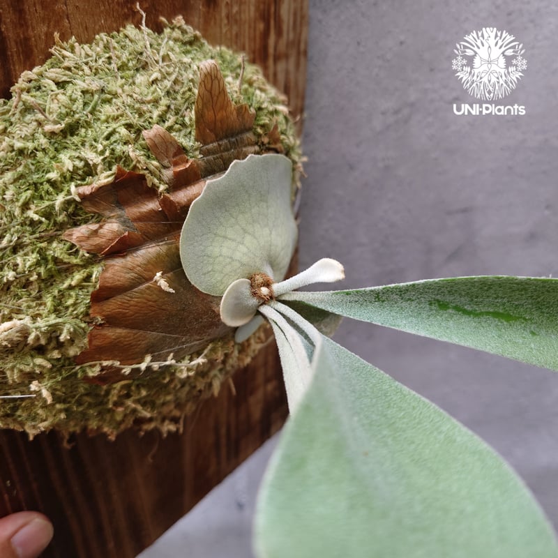 Patycerium veitchii wild（pup）ビカクシダ ベイチー ワイルド ビカ