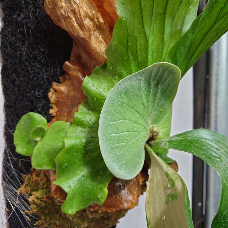 ビカクシダ　エレファントティス　　胞子葉あり　子株3つ展開中 ビカクシダ エレファントティス 胞子葉あり 子株3つ展開中