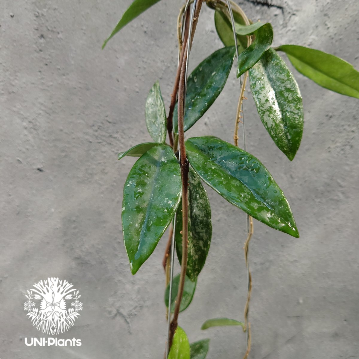 Hoya carnosa wilbur graves china ホヤ カルノサ ウィバー グ