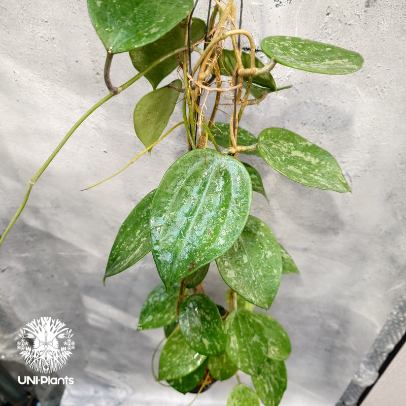 Hoya latifolia Snow Queen（L） ホヤ ラティフォリア スノー