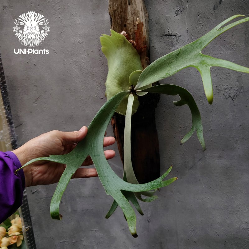 Platycerium willinckii cv. Jessica (pup)ビカクシダ