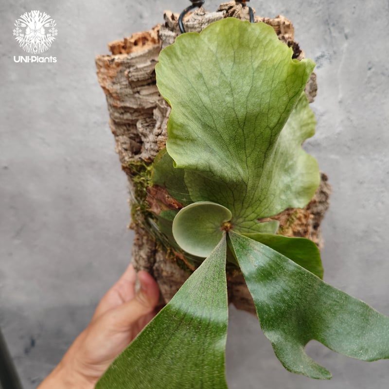 Platycerium wandae × veitchii ビカクシダ ワンダエ×ベイチー コ