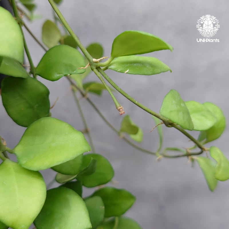 タイ直輸入】ホヤ ヘウスケリアナ ピンク｜珍品・着生植物・つる性植物