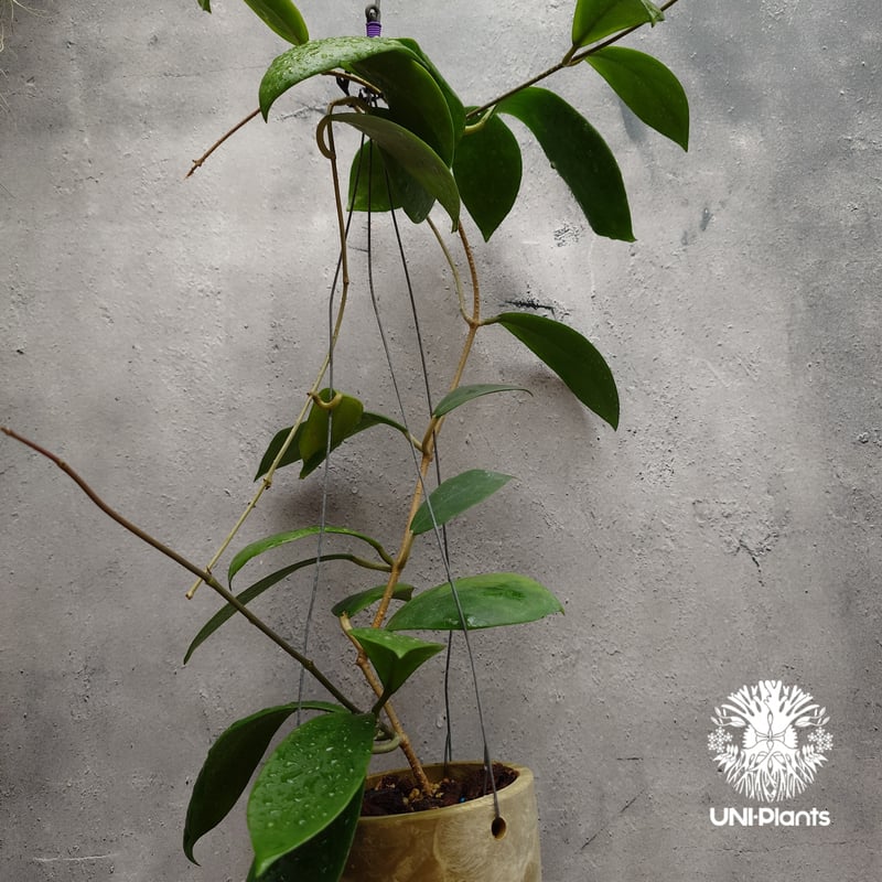 希少! Hoya mindorensis superba ホヤミンドレンシス スパーバ ホヤ植