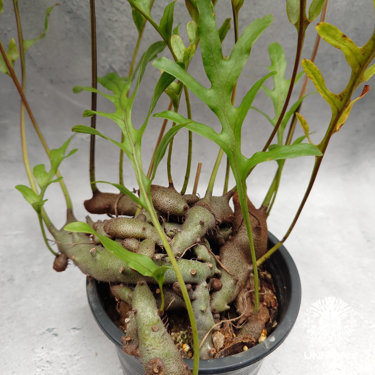 その他観葉植物 Lecanopteris KP9 Lecanopteris crustacea narrow レカノプテリス クルスタセア ナロ