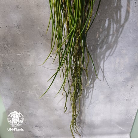 【タイ直輸入・着生ラン】Seidenfadenia mitrata ' pink ' |  セイデンファデニア ミトラタ pink｜Orchid｜着生ラン｜着生蘭