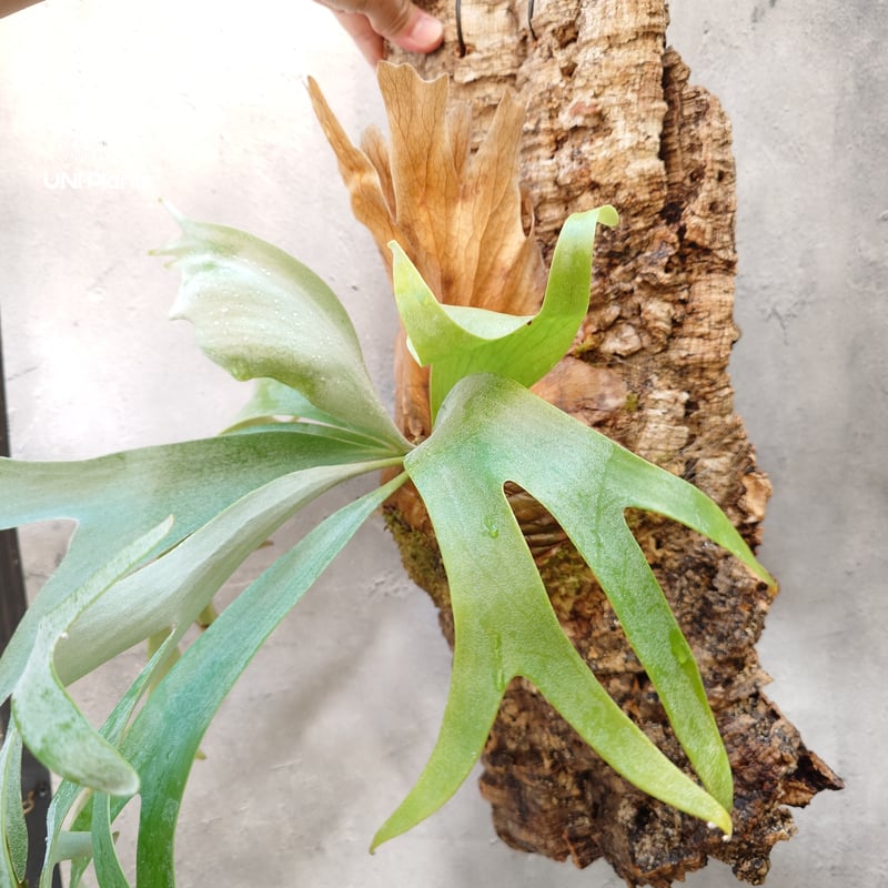 Platycerium Banna #A (pup) ビカクシダ バンナ #A (子株) ビカ