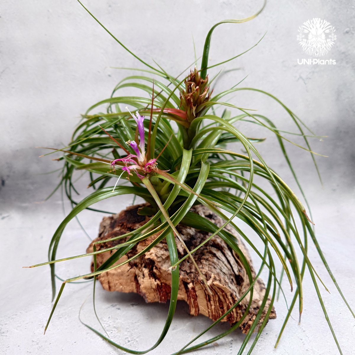 Tillandsia brachycaulos x concolor チランジア・ブラキカウロ