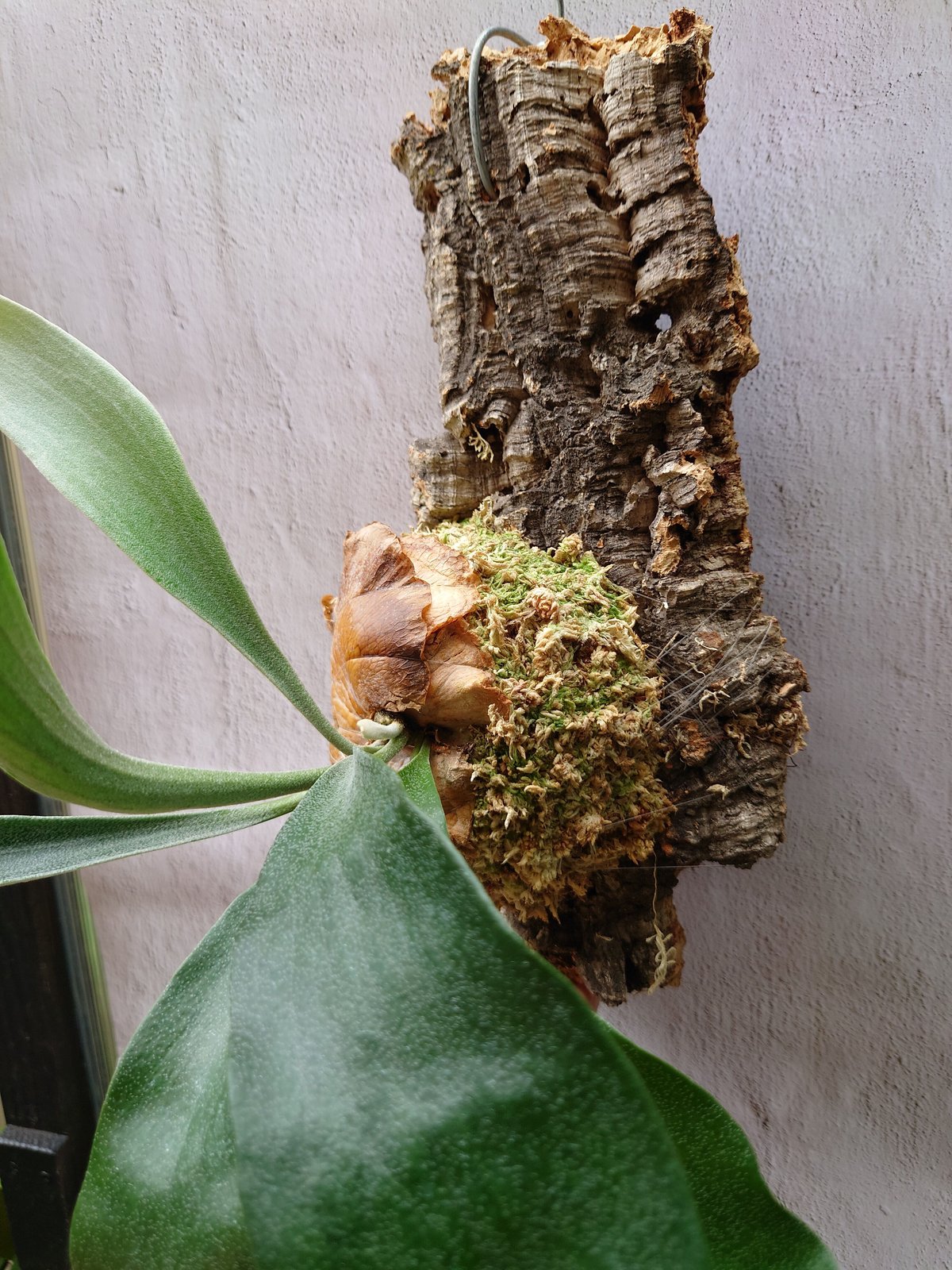 ビカクシダ(コウモリラン) ビフルカツム Platycerium bifurcatum ビカクシダ(コウモリラン) ビフルカツム Platycerium bifurcatum