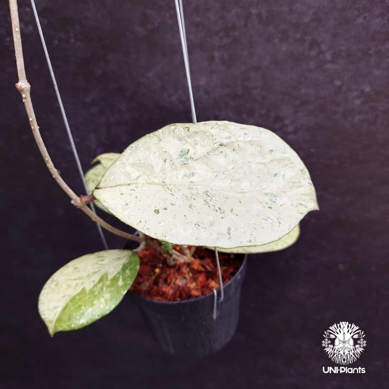 Hoya michelle silver ホヤ植物 ホヤの花 Hoya plants 希少 レ