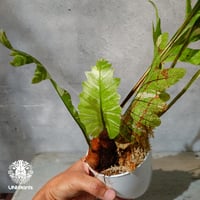 【タイ直輸入・ドリナリア】Drynaria quercifolla ' Variegated '  |  ドリナリア クエルシフォリア 斑入 |  ドリナリア｜Drynaria｜シダ植物