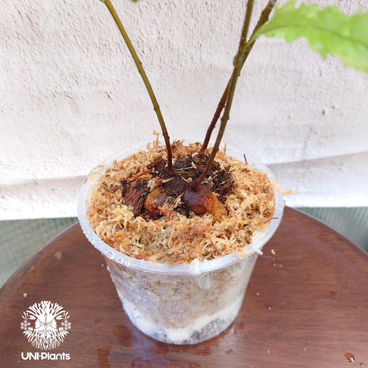 Drynaria rigidula `whitei ドリナリア·リギデュラ'ホワイティ' 観葉