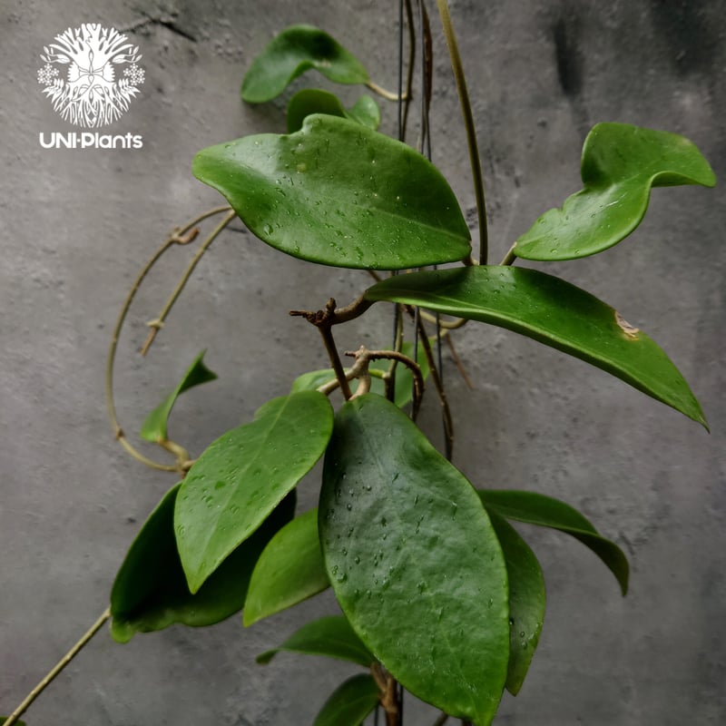 希少! Hoya mindorensis Yellow ホヤ ミンドレンシス イエロー ホヤ