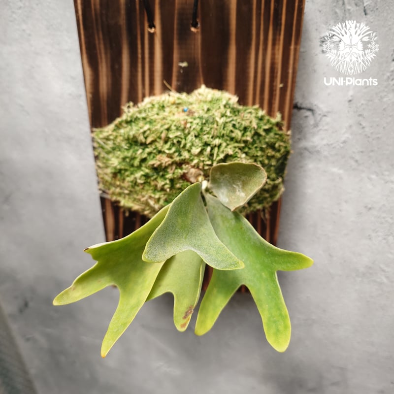 P. Willinckii dwarf Tatsuta, P. Pegasus, P. ve