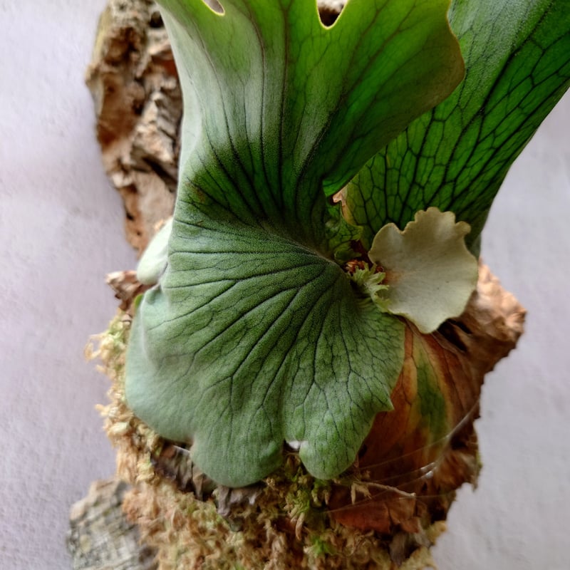 ビカクシダの女王 ワンダエ　Platycerium wandae⑦大きめ大迫力 ビカクシダ ワンダエ Platycerium wandae コウモリラン