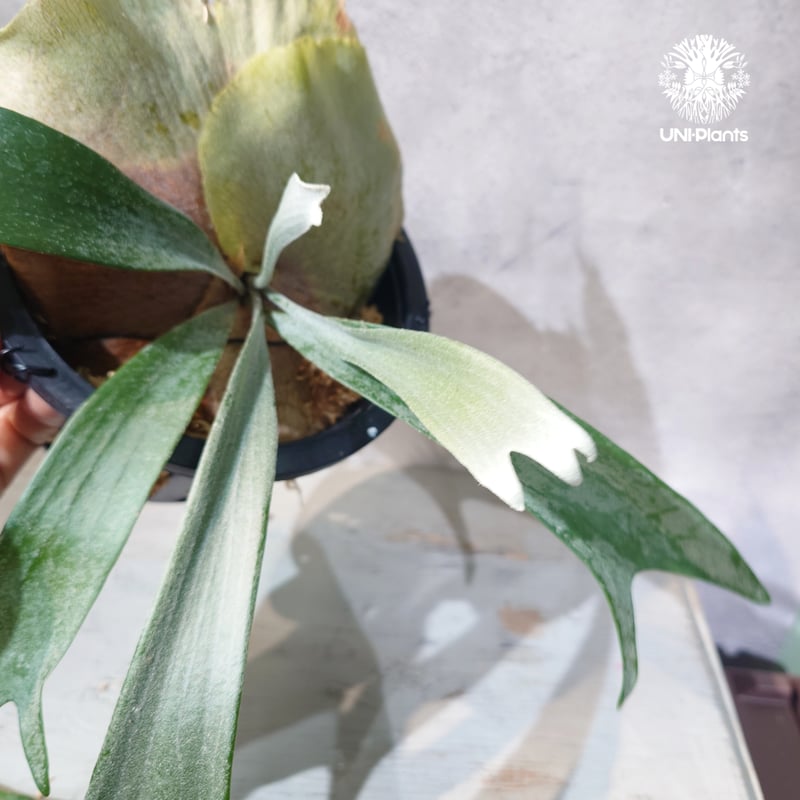 国内繁殖株・一点物】Platycerium bifurcatum 'white' ｜ビカ