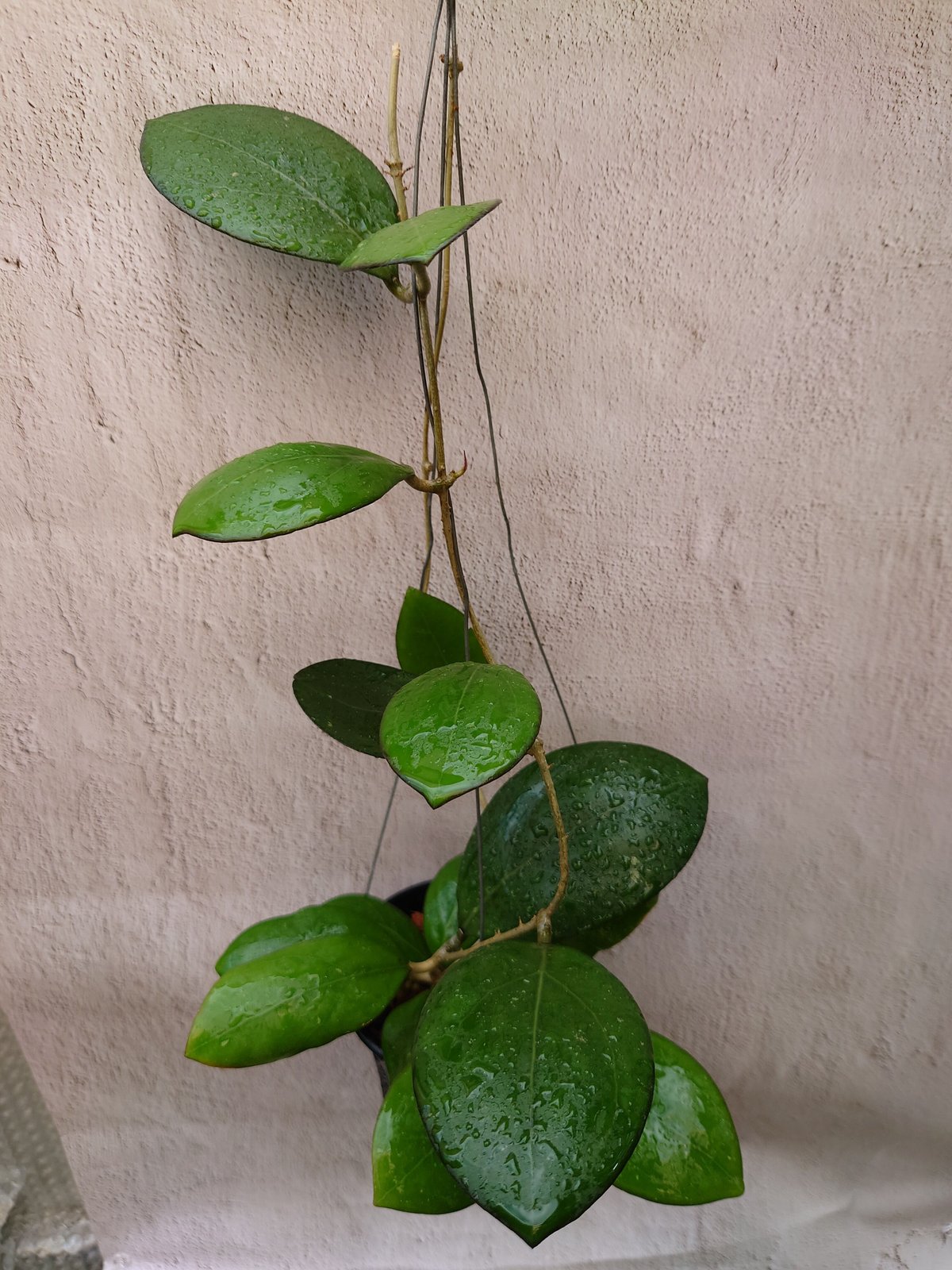 Natalia　ホヤ 4” Hoya 'Nathalie' – Canopy Plant Co.