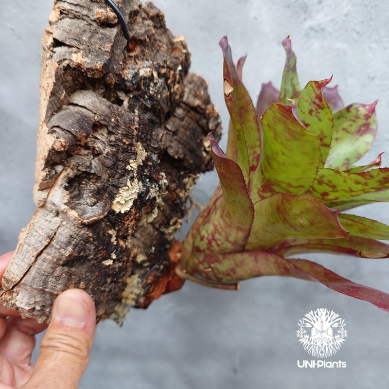 Neoregelia 'Winnie The Pooh' ネオレゲリア ウィーニーザプー ネオ