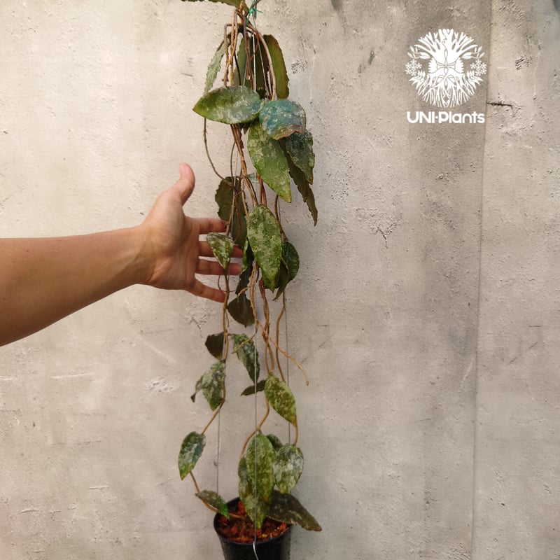 Hoya Caudata gold ホヤ カウダータ ゴールド ホヤ植物 珍奇 珍しい