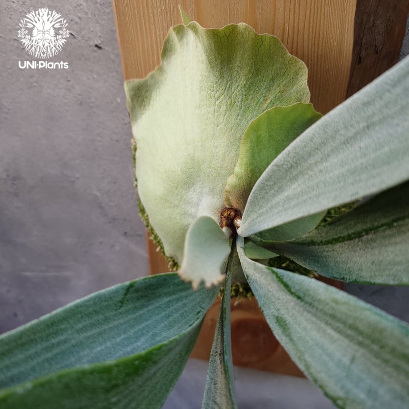 P.veitchii sp. sporeling TIP#11 株分け 🌱P. veitchii sporeling🌱 My spore culture🪴✨ dwarf？？ それとも