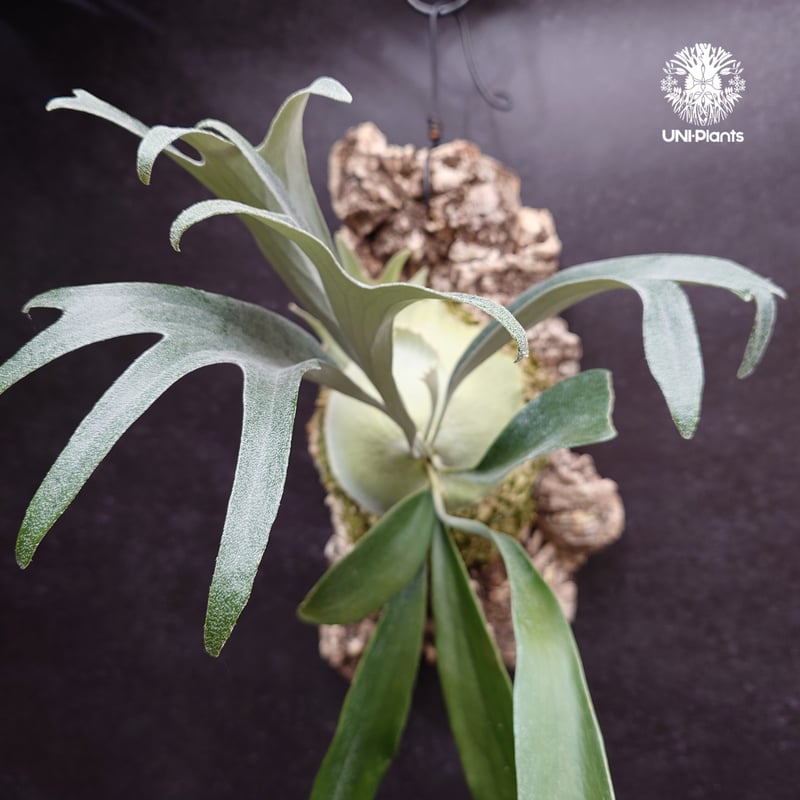 Platycerium Rydeen ビカクシダ ライディーン ビカクシダ Platyceri