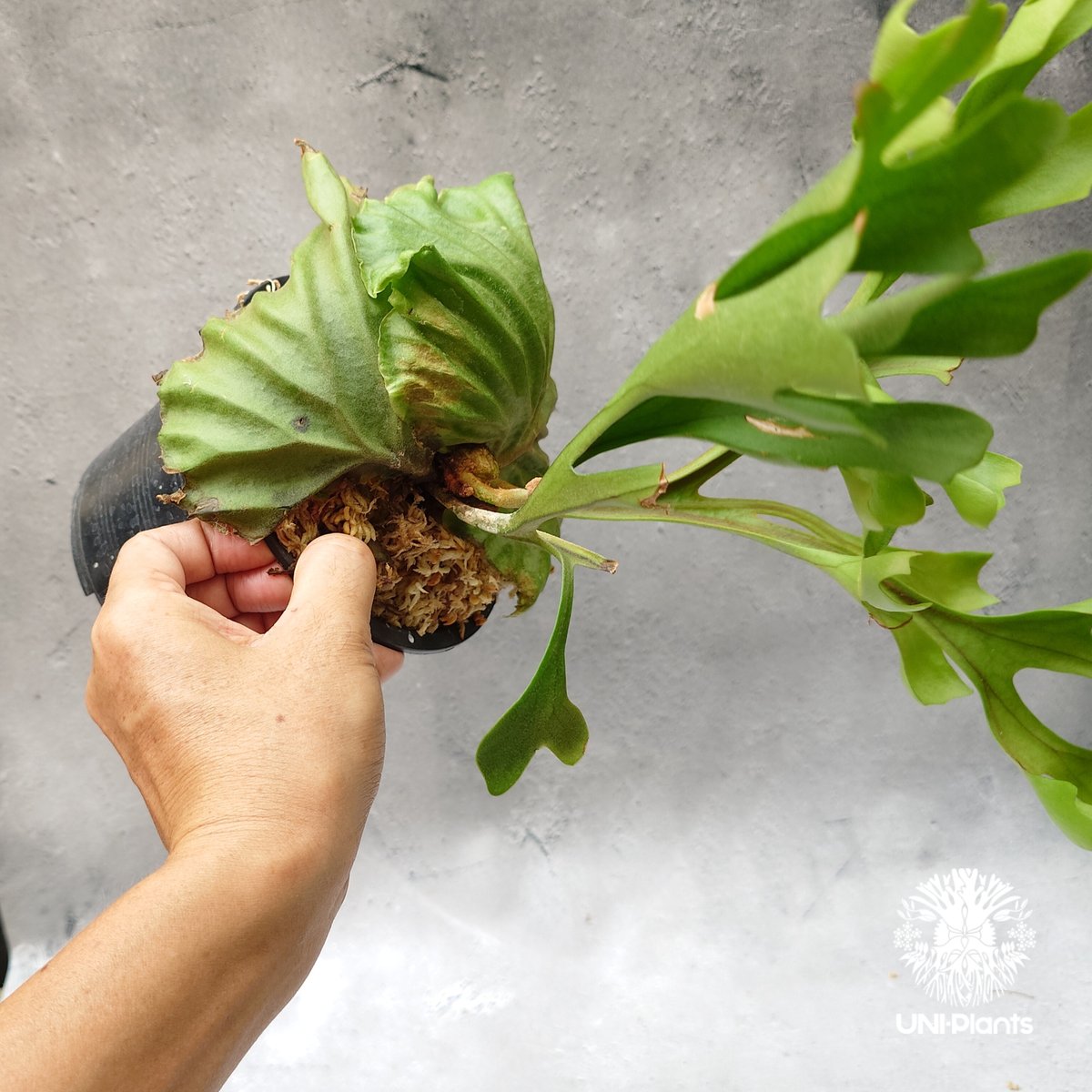 ビカクシダ リドレイ Platycerium Ridleyi コウモリラン ビカクシダ