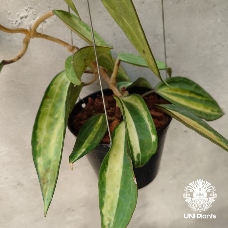 S)ホヤ ポットオブゴールド Hoya Latifolia 'Pot of Gold' (001