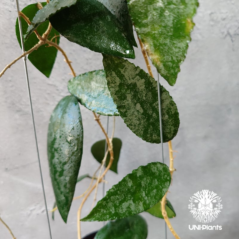 Hoya Caudata ホヤ カウダータ ホヤ植物 珍奇 珍しい 希少 レア