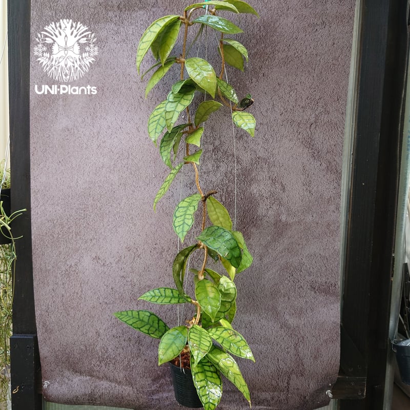 花座付き! Hoya Callistophylla short leaves ホヤ カリストフ