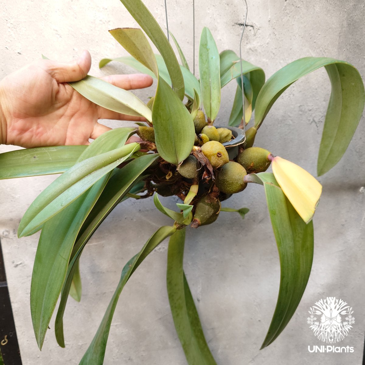 バルボフィラム　ファレノプシス　Bulb.phalenopsis Bulb phalaenopsis バルボ ファレノプシス - 蘭すきです 開花